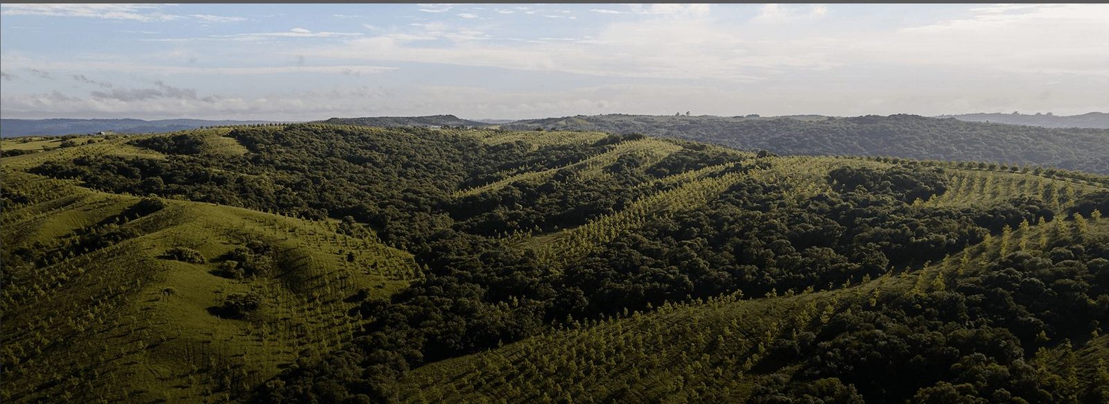 Vista aérea do olival da Fazenda Mato Grande, em Canguçu (RS)