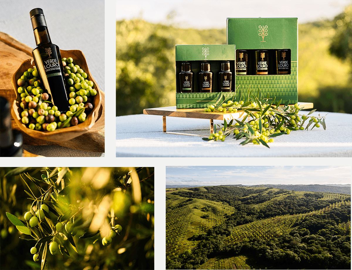 Colagem da safra: garrafa em cesta de azeitonas, kit de três azeites na caixa verde, oliveira em close e vista aérea do olival.