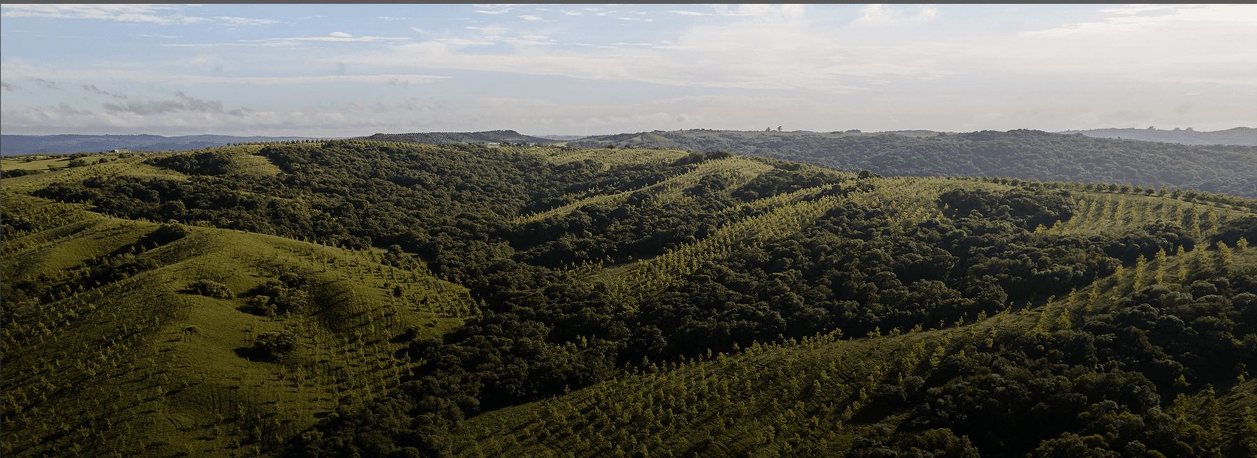 Vista aérea do olival da fazenda Mato Grande, com as fileiras de oliveiras acompanhando o relevo ondulado.